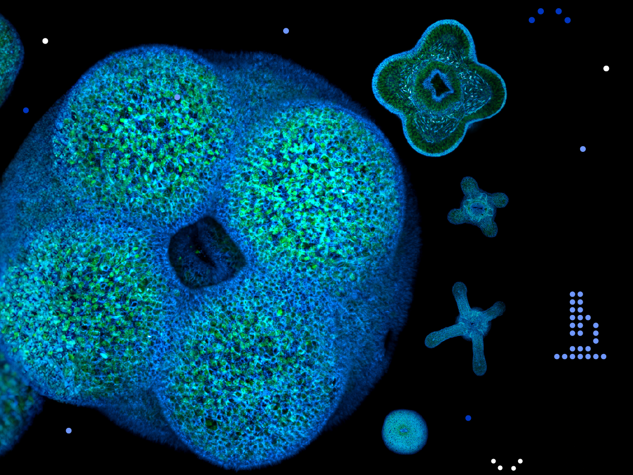 Tyrinėti ir kurti: mokslas, tapęs menu